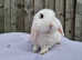 Super Friendly French x Mini Lop Babies Ready to Go!