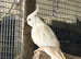 Hand reared albino female cockatiel