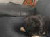 Shih tzus puppy's