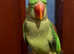 Stunning young alexandrine parrot