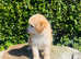 Toy Poodle Puppy.