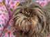 Imperial shihtzu girl