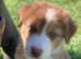 Australian shepherd puppy culture puppies