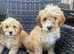 Cavapoochons