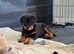 Female. Girl. Pedigree German Rottweiler Bitch puppy. Ready now.