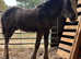 Beautiful cob colt