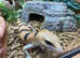 Pair of Peters Banded Skinks at Birmingham Reptiles