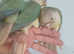Hand reared cinammon conures baby