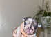 Gorgeous French bulldog puppies for sale