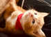 ADORABLE Ginger Kitten Available!