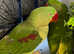 Stunning baby alexandrine parrot