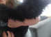 Beautiful girl shorkie