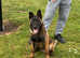 7 months old Belgium malinios