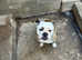 English bulldog girl unnuted