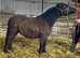 Standard Shetland Gelding 2 year Old