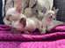 Siamese Kittens Pedigree GCCF registered
