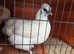 Beautiful Silkie Hen
