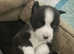 5 week old siberian husky x bull mastiff puppy for sale!!