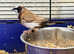 Bengalis finch