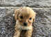 Fantastic Cavapoo Puppies