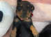 Miniature Dachshund puppies