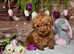 Tiny toy poodles