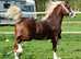 Registered Welsh D colt