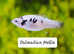 5x Dalmation sailfin mollies 2months old