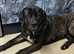 3 year old male brindle