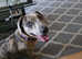 Too loving home Staffy cross dachund