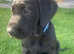 KC Registered working Black Lab puppies
