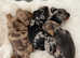 Miniature Smooth haired Dachshund puppies