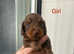 Beautiful Miniature Dachshunds Puppies
