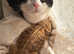 Small Animal Rescue