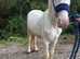 Cob cross Clydesdale