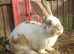 Woodland View Star Bunny Studs - several Giants breeds available  :)