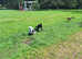 Tebetian Terrier male wanted