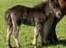 Registered miniature colt