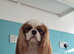 Cavalier King Charles spaniel