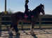17.2h 4Yo Bay Clydsdale Gelding