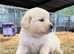 Beautiful golden retriever puppies