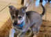 Saarloos Gorgeous Wolfalike Puppies