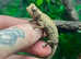 Rarely Available Pair of Brygooi Pygmy Chameleons