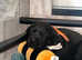 Charcoal & Black Labrador Puppies - KC Registered