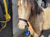 Beautiful Dun New Forest gelding