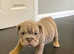 New English bulldog puppy