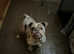 English bulldog
