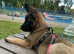 11 week old female german sheperd