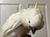 Super Cuddly Baby Triton Cockatoo
