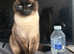 Male Adult Siamese Cat